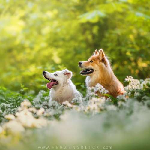Hundeauslaufgebiet-Herzensblick Fotografie-Bild