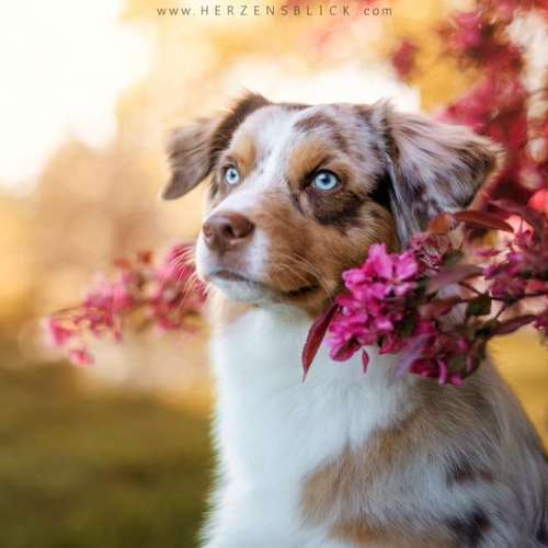 Hundeauslaufgebiet-Herzensblick Fotografie-Bild