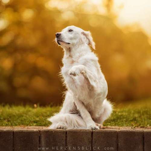 Hundeauslaufgebiet-Herzensblick Fotografie-Bild