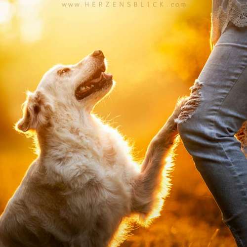 Hundeauslaufgebiet-Herzensblick Fotografie-Bild