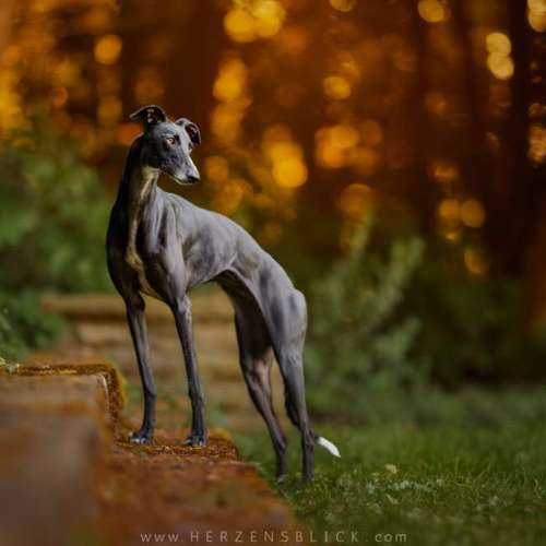 Hundeauslaufgebiet-Herzensblick Fotografie-Bild
