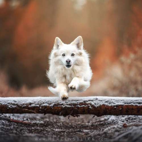 Hundeauslaufgebiet-Herzensblick Fotografie-Bild