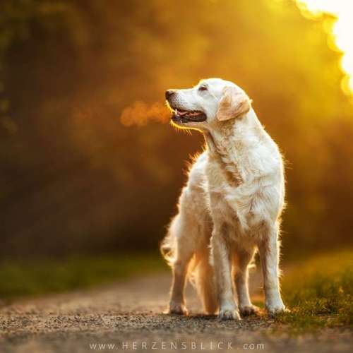 Hundeauslaufgebiet-Herzensblick Fotografie-Bild