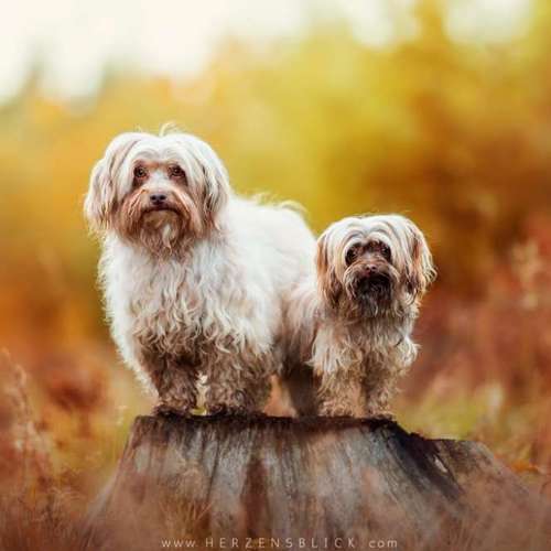 Hundeauslaufgebiet-Herzensblick Fotografie-Bild