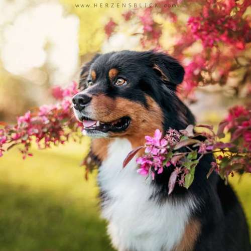 Hundeauslaufgebiet-Herzensblick Fotografie-Bild