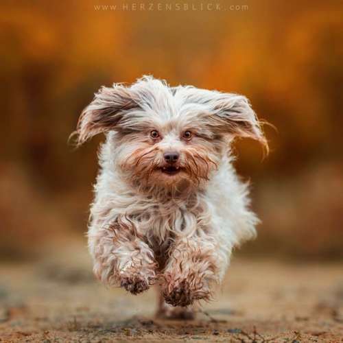 Hundeauslaufgebiet-Herzensblick Fotografie-Bild