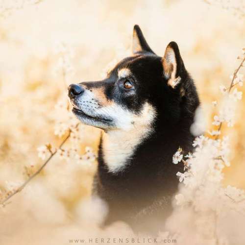 Hundeauslaufgebiet-Herzensblick Fotografie-Bild