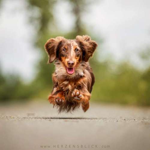 Hundeauslaufgebiet-Herzensblick Fotografie-Bild