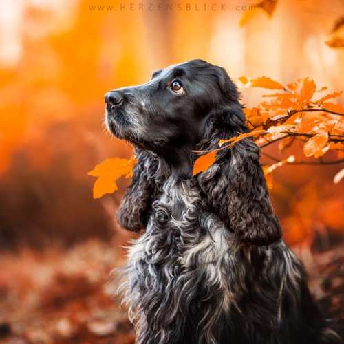Hundeauslaufgebiet-Herzensblick Fotografie-Bild