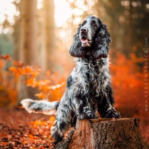 Hundeauslaufgebiet-Herzensblick Fotografie-Bild