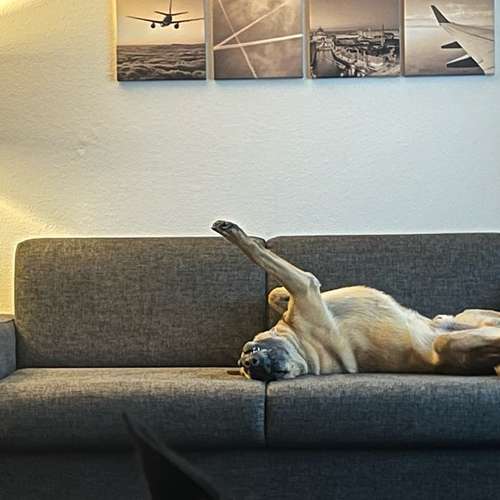 Hundeauslaufgebiet-Northern Dogs - Erziehung und Meer-Bild