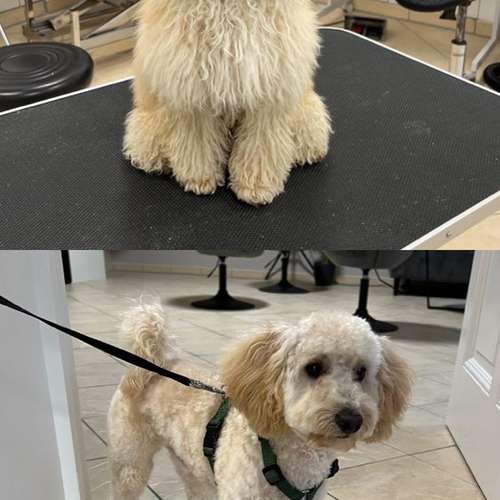 Hundeauslaufgebiet-Hundesalon Groomy Dog-Bild