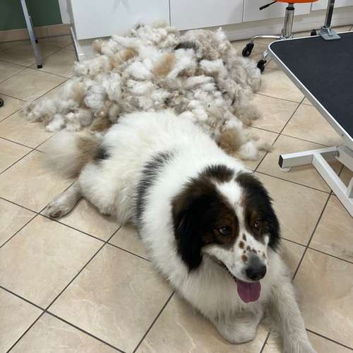 Hundeauslaufgebiet-Hundesalon Groomy Dog-Bild