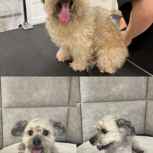 Hundeauslaufgebiet-Hundesalon Groomy Dog-Bild