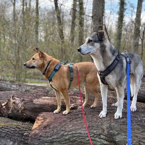 Hundeauslaufgebiet-Hund-um-betreut-Bild