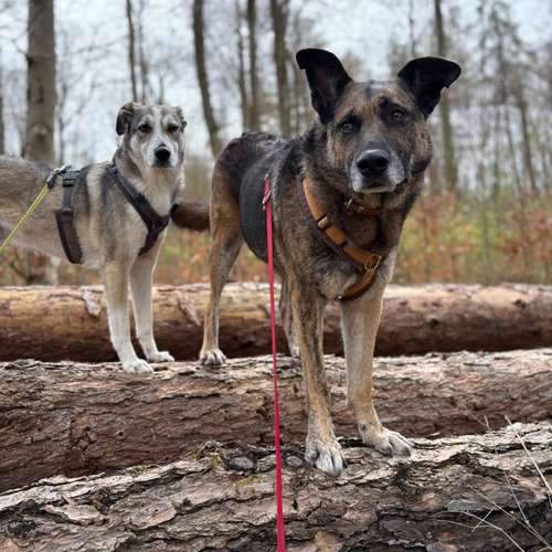 Hundeauslaufgebiet-Hund-um-betreut-Bild