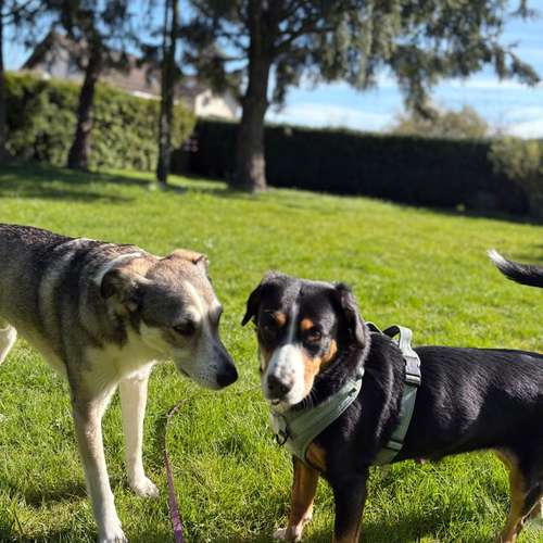 Hundeauslaufgebiet-Hund-um-betreut-Bild