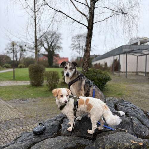Hundeauslaufgebiet-Hund-um-betreut-Bild