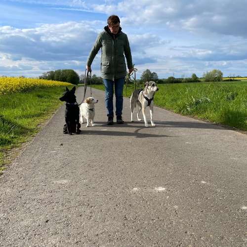 Hundeauslaufgebiet-Hund-um-betreut-Bild