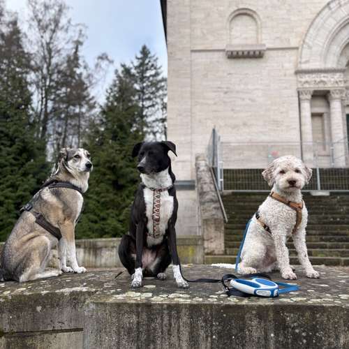 Hundeauslaufgebiet-Hund-um-betreut-Bild