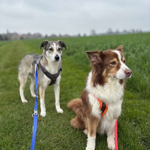Hundeauslaufgebiet-Hund-um-betreut-Bild
