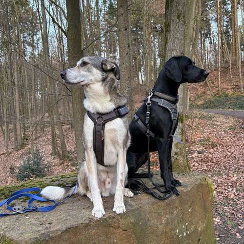 Hundeauslaufgebiet-Hund-um-betreut-Bild