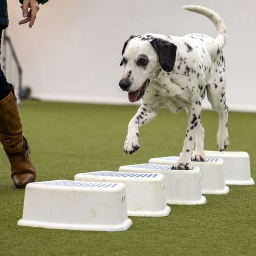 Hundeauslaufgebiet-Hundesporthalle DogDream-Bild
