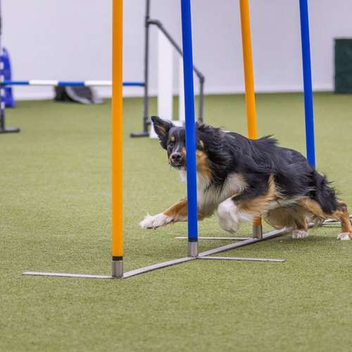 Hundeauslaufgebiet-Hundesporthalle DogDream-Bild