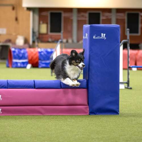 Hundeauslaufgebiet-Hundesporthalle DogDream-Bild
