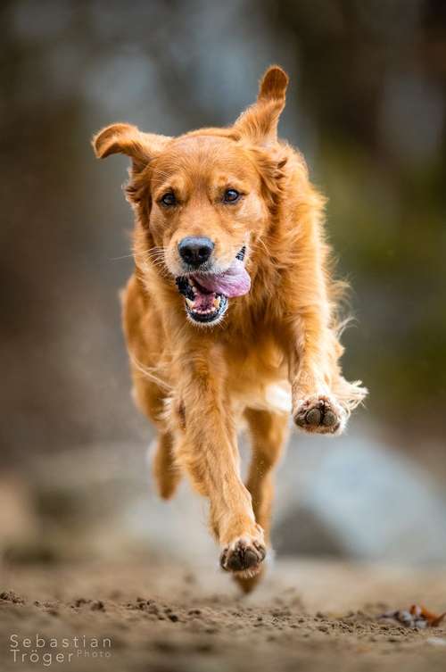 Hundeauslaufgebiet-Hundefotografie Tröger-Bild