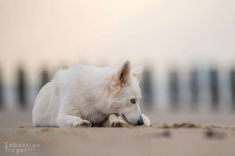 Hundeauslaufgebiet-Hundefotografie Tröger-Bild