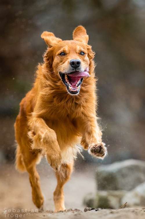 Hundeauslaufgebiet-Hundefotografie Tröger-Bild