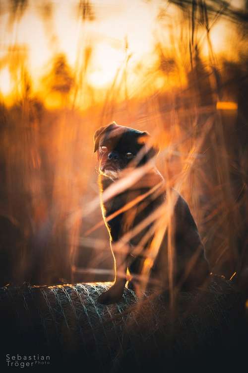 Hundeauslaufgebiet-Hundefotografie Tröger-Bild