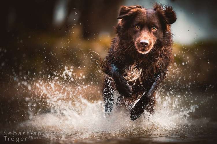 Hundeauslaufgebiet-Hundefotografie Tröger-Bild