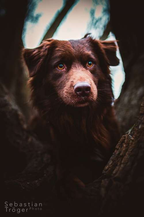 Hundeauslaufgebiet-Hundefotografie Tröger-Bild