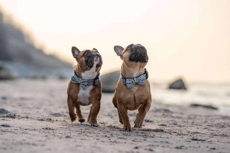 Hundeauslaufgebiet-Nautifiziert-Bild