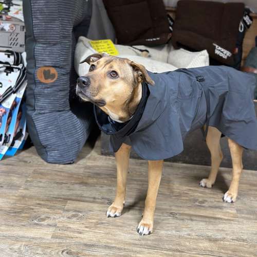 Hundeauslaufgebiet-BB Studio & Shop-Bild
