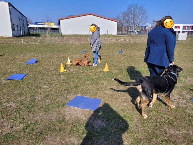 Hundeauslaufgebiet-Hundeschule NeHo Hundetraining-Bild