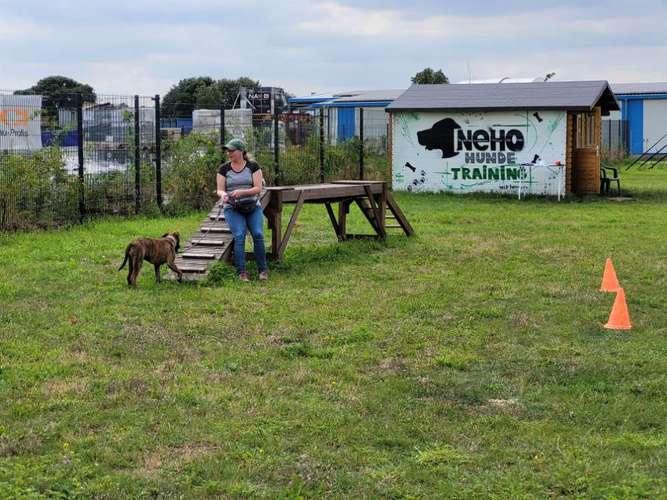 Hundeauslaufgebiet-Hundeschule NeHo Hundetraining-Bild