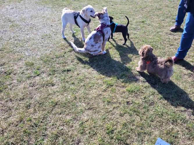 Hundeauslaufgebiet-Hundeschule NeHo Hundetraining-Bild