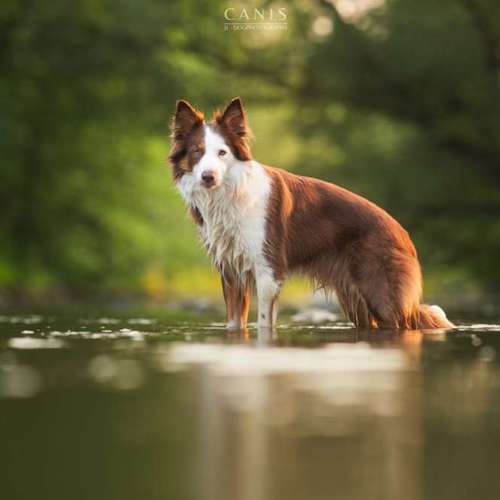 Hundeauslaufgebiet-CANIS Dogphotography-Bild