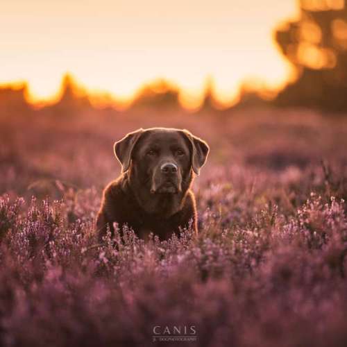 Hundeauslaufgebiet-CANIS Dogphotography-Bild