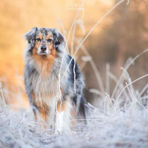 Hundeauslaufgebiet-CANIS Dogphotography-Bild