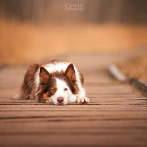 Hundeauslaufgebiet-CANIS Dogphotography-Bild