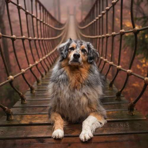 Hundeauslaufgebiet-CANIS Dogphotography-Bild