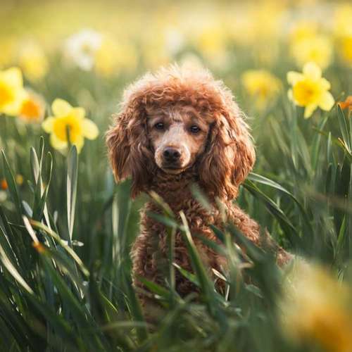 Hundeauslaufgebiet-CANIS Dogphotography-Bild