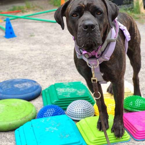 Hundeauslaufgebiet-Mensch-Hund-Fairständnis-Bild