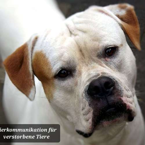 Hundeauslaufgebiet-Tierkommunikation - Josefin Kejla-Bild