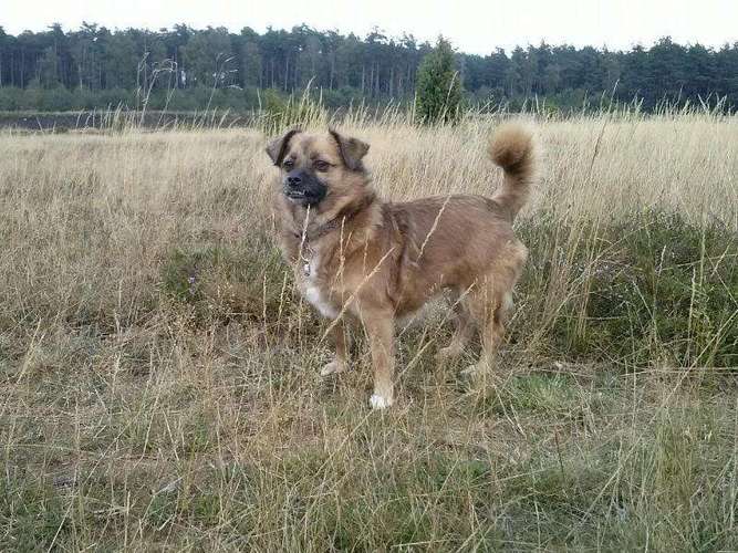 Hundeauslaufgebiet-Hundetagesstätte Frankfurter Fellnasen-Bild