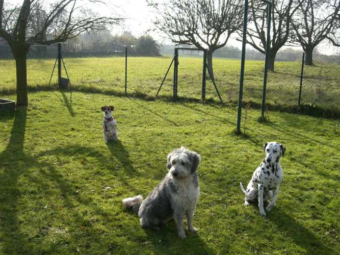 Hundeauslaufgebiet-Hundetagesstätte Frankfurter Fellnasen-Bild